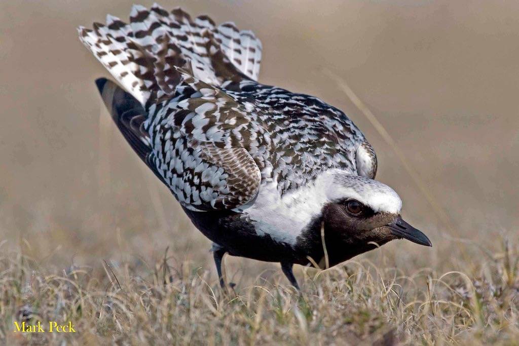 Black-bellied Plover - Pluvialis squatarola by Mark Peck Bird Photography is licensed under CC BY-NC-SA 2.0